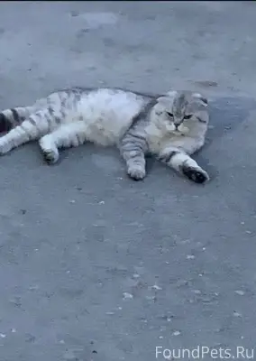 Пропал наш кот , район лягушат...