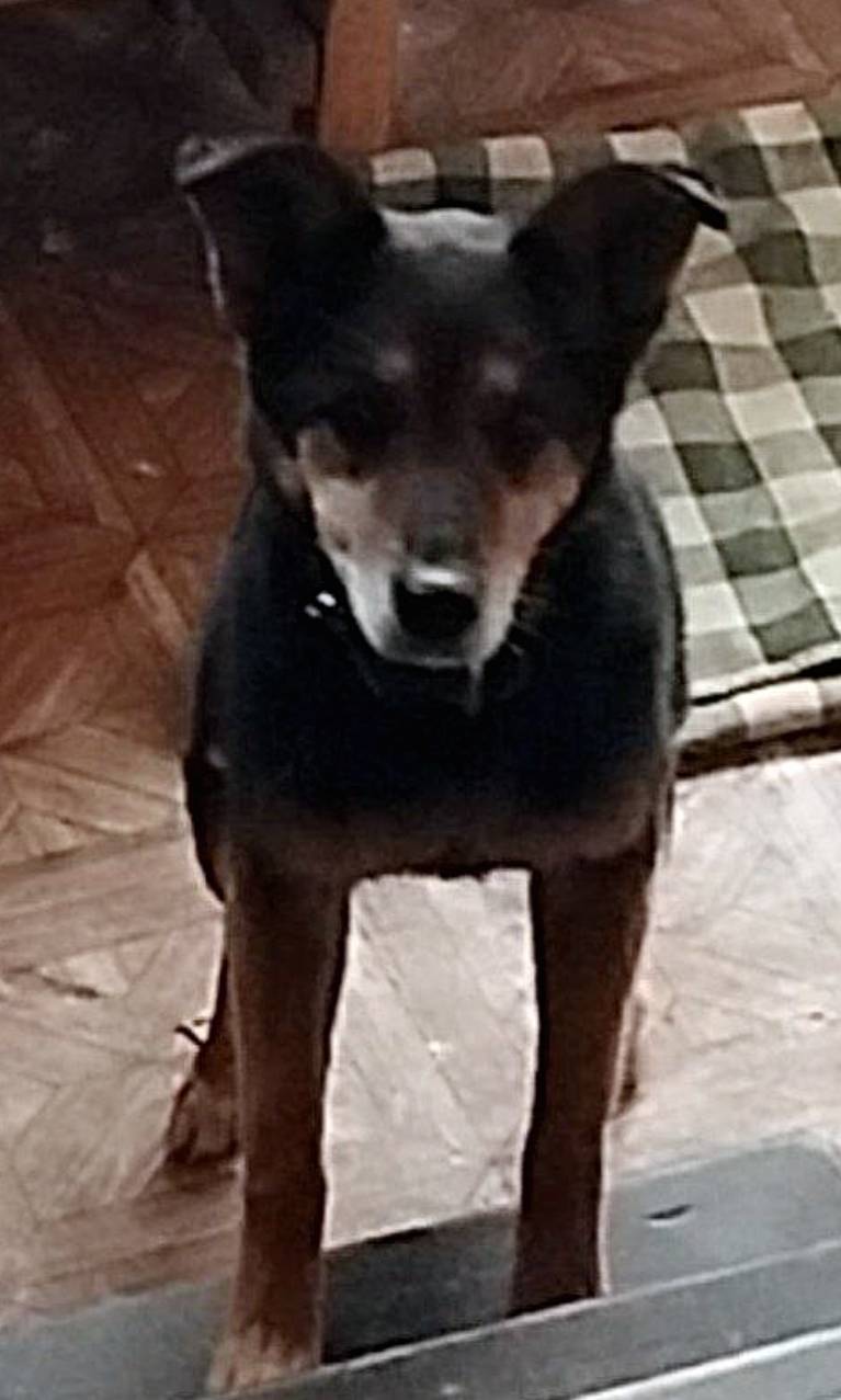 Потерялась собака, (в районе П...