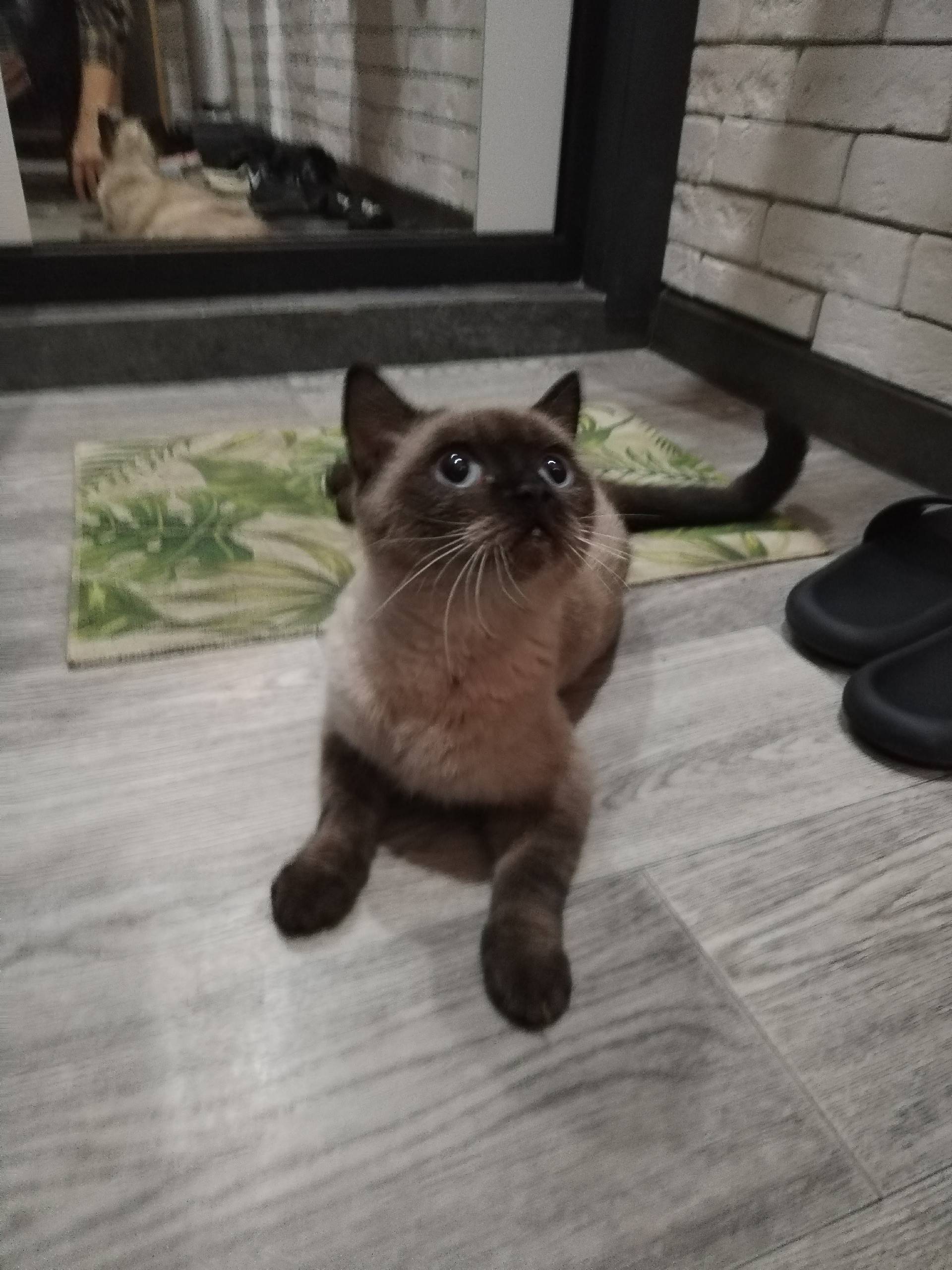 Найдена сиамская кошка в район...