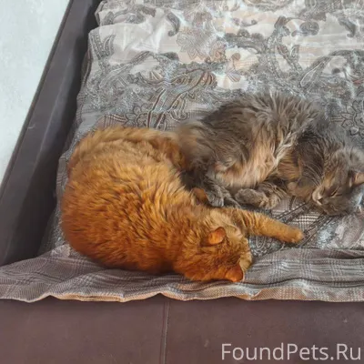 ‼️СРОЧНО‼️ Пропал рыжий кот. П...