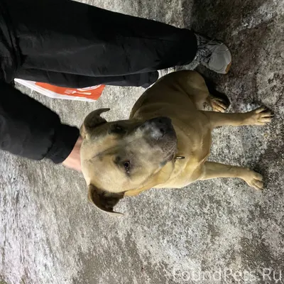 Нашли собаку На Юбилейный КБ к...