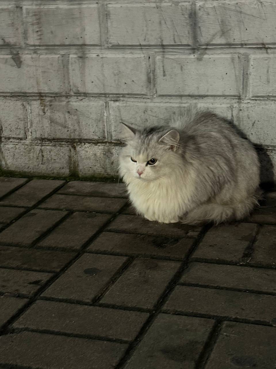 ⚡❗Чья потеряшка?❗⚡ ⚠️Найден ко...