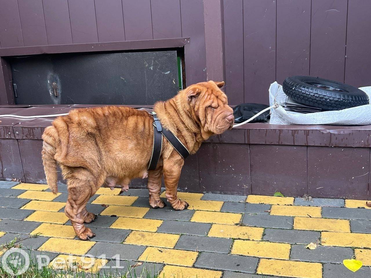 Найдена собака! Пожалуйста, ма...