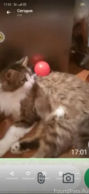 В Верхней Троице пропал кот,пр...