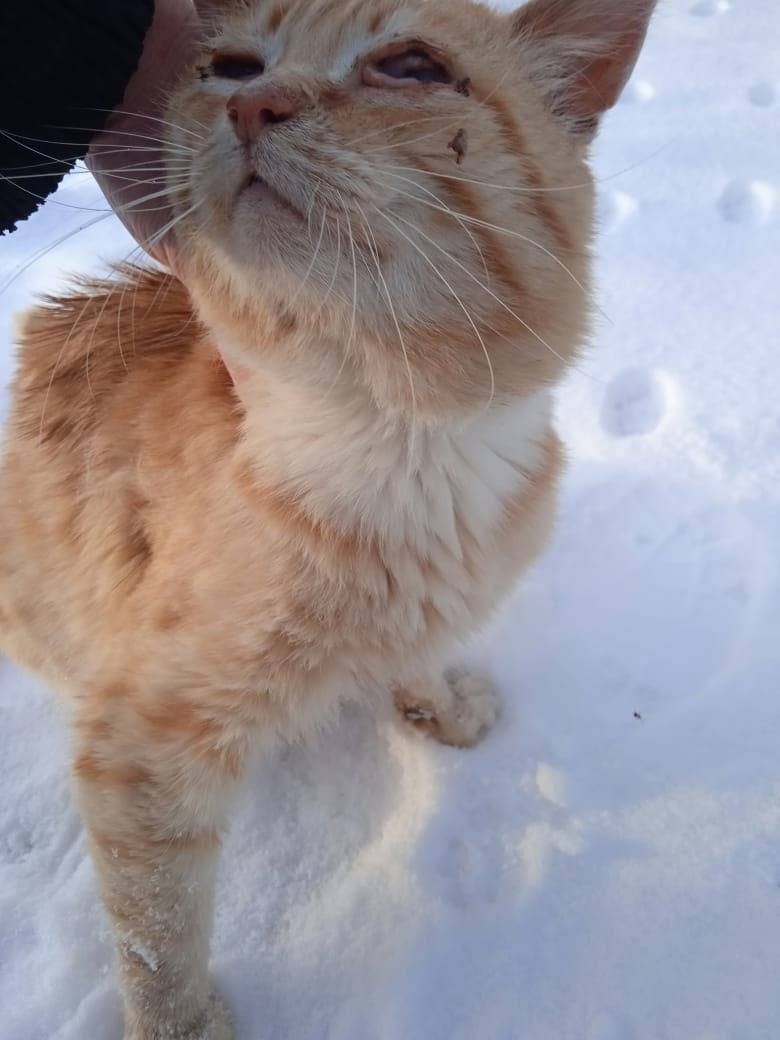 Найден на дырносских дачах,общ...