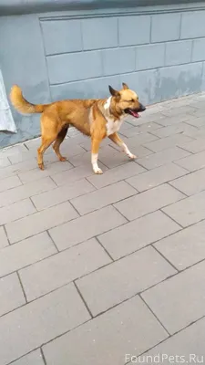 Чей пёс потерялся? На остановк...