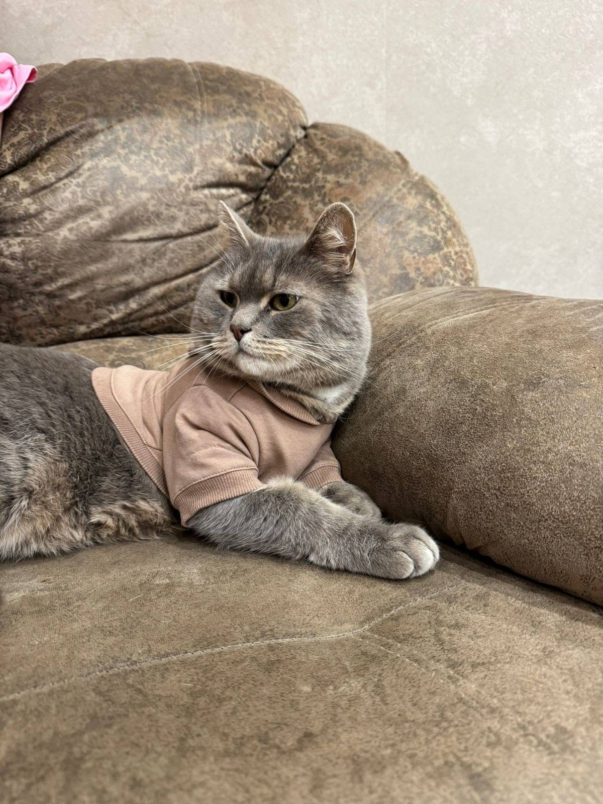 Пропал кот 3 дня назад, в...