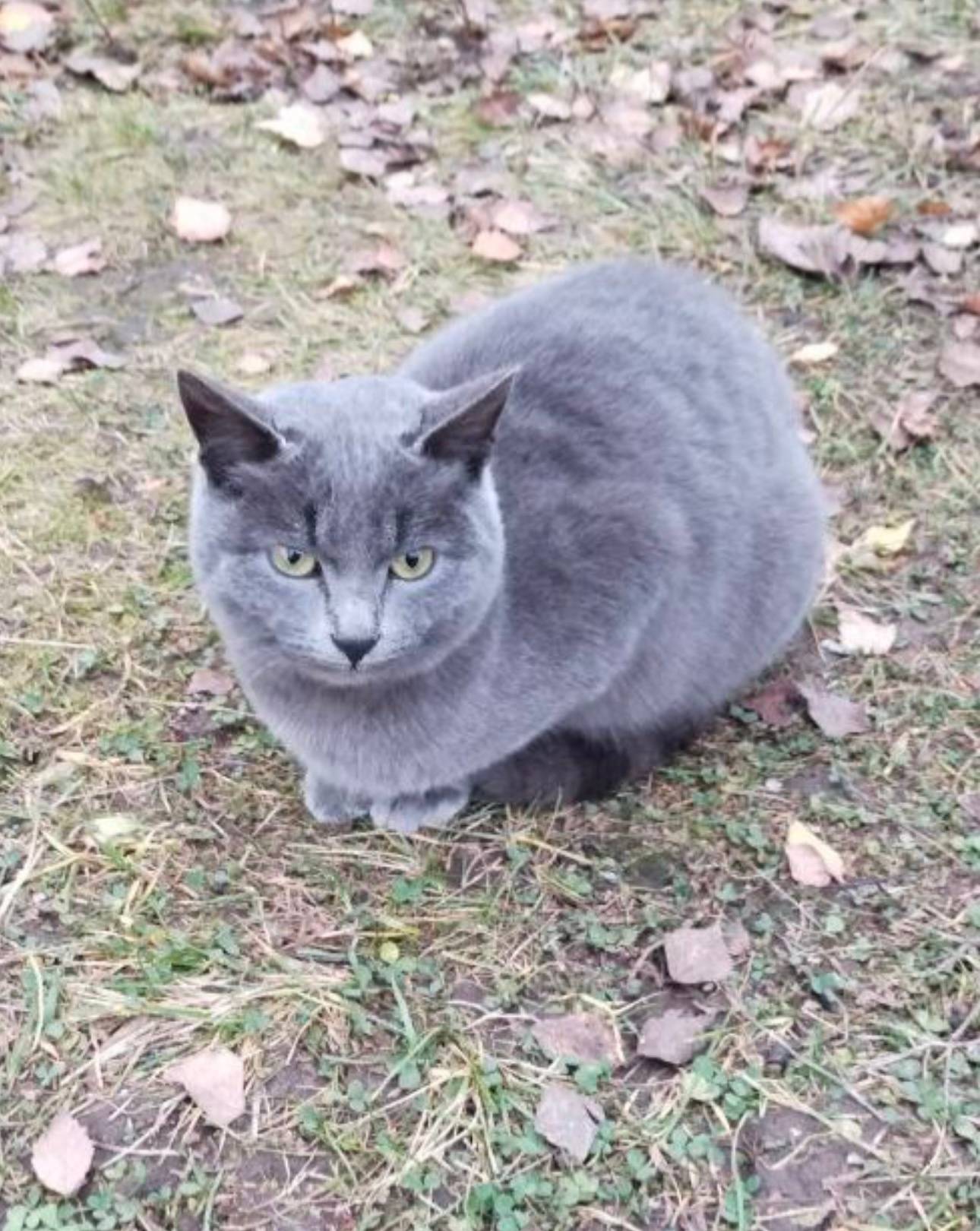 🆘🆘🆘 Друзья вчера этого котика ...