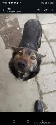Рудничный! Пропал пес дворовый...