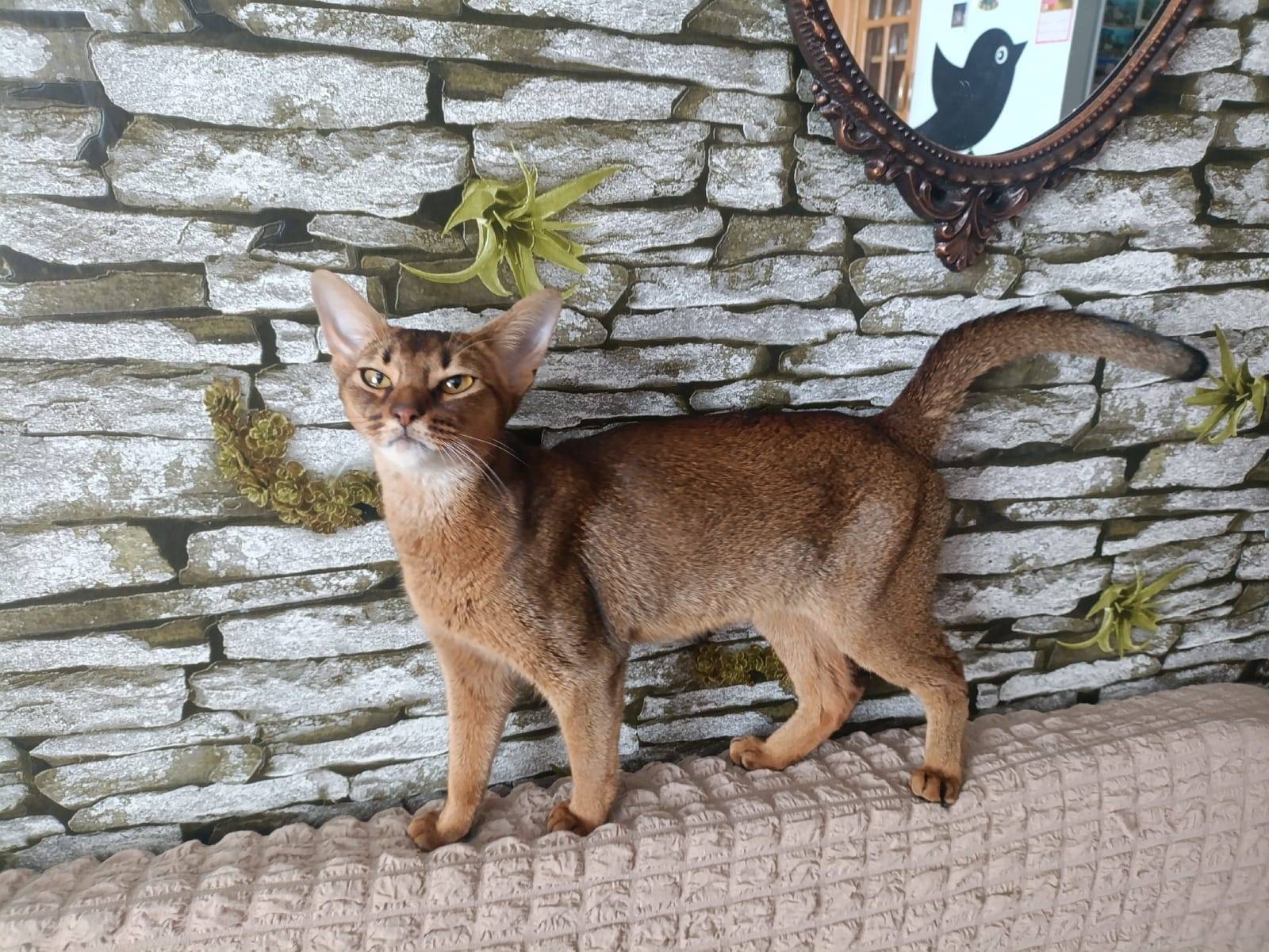 Пропала кошка ‼️‼️ Абиссинка, ...