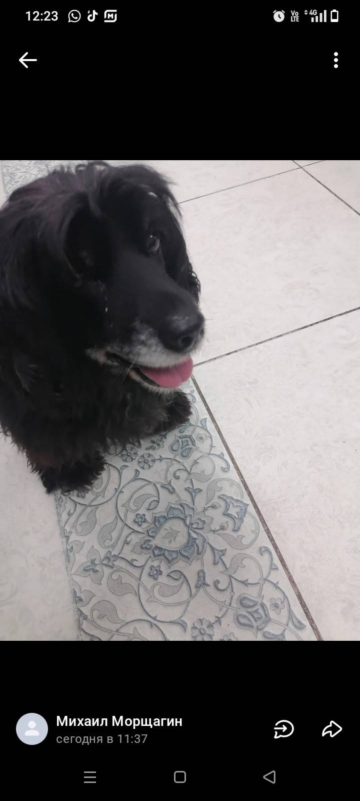 Чей кокер найден около 4 школы...