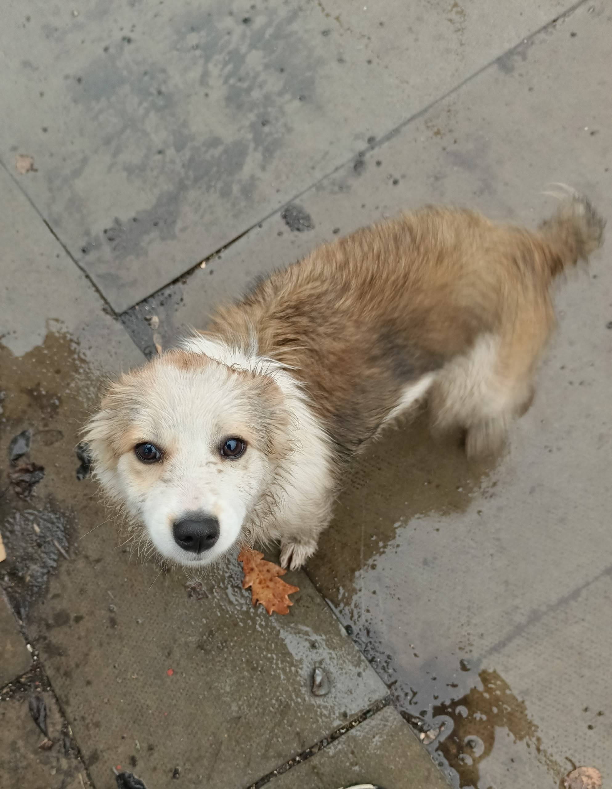 Найден щенок (девочка), чья по...