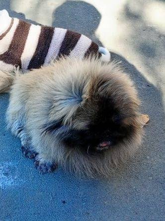 Здравствуйте. Пропала собака п...