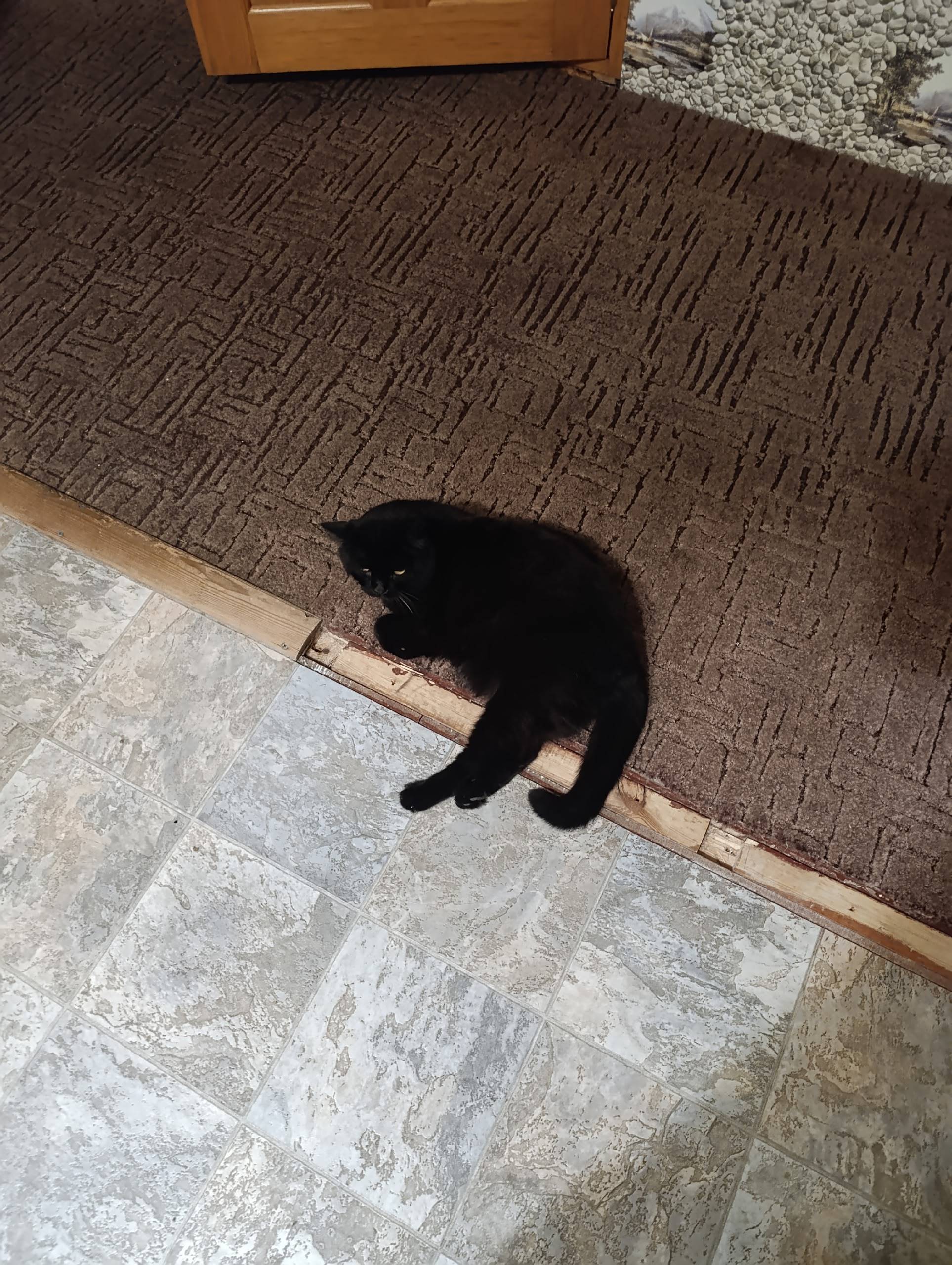 Пропал чёрный кот, откликается...