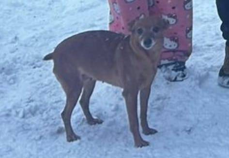 Пропала собака 14.11 вечером,к...