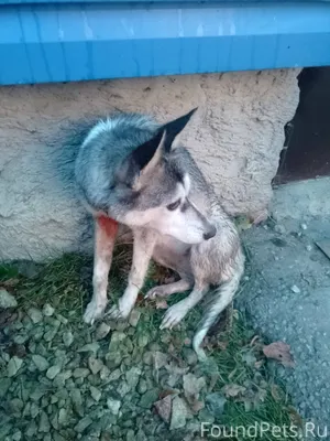В районе Еврокомфорта, у дома ...