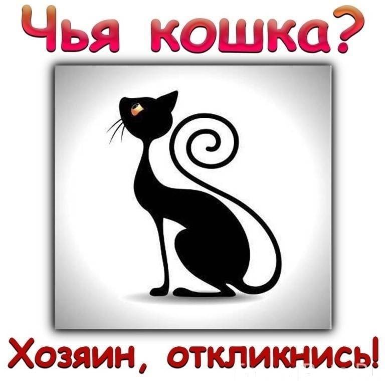 Найден молодой кот на ул. Коло...