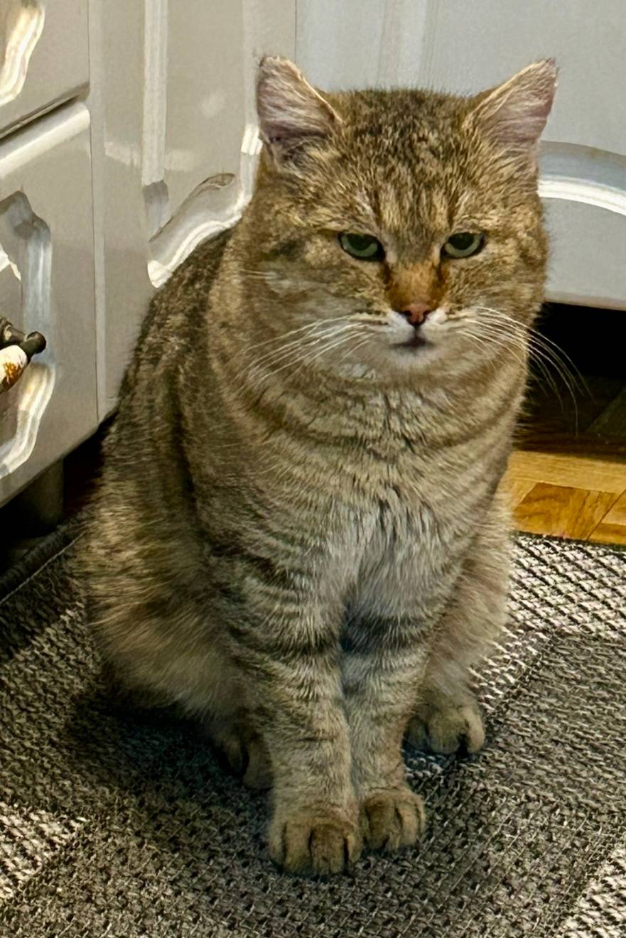 Пропал кот по кличке Дася по.....