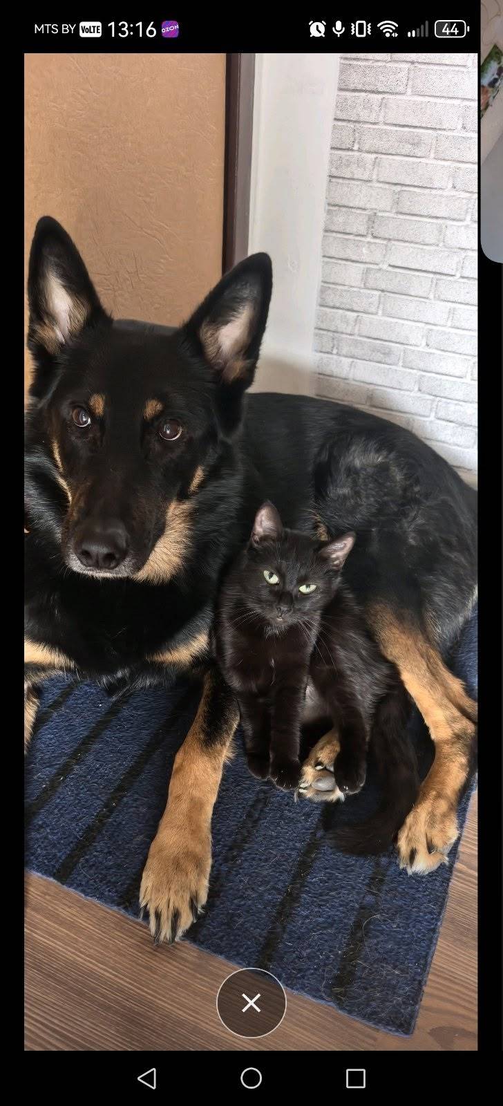 ПРОПАЛА КОШКА! ашей Беглянки М...