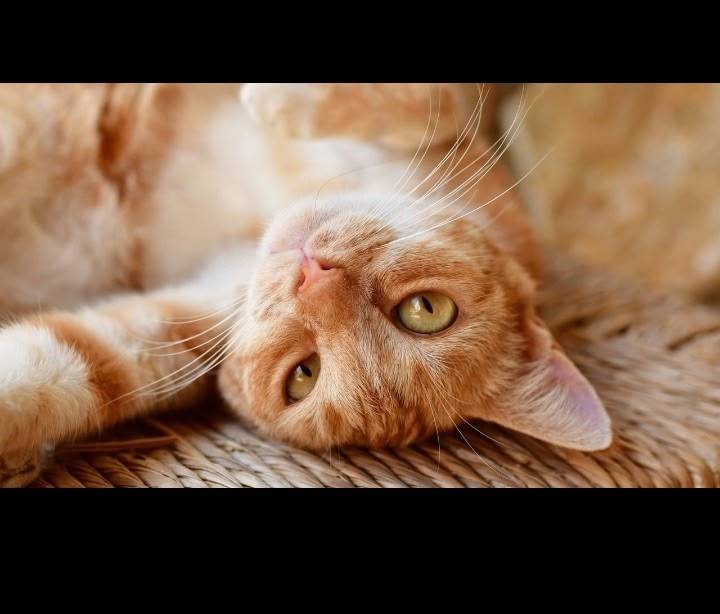 Пропал кот рыжий кличка (рыжик...