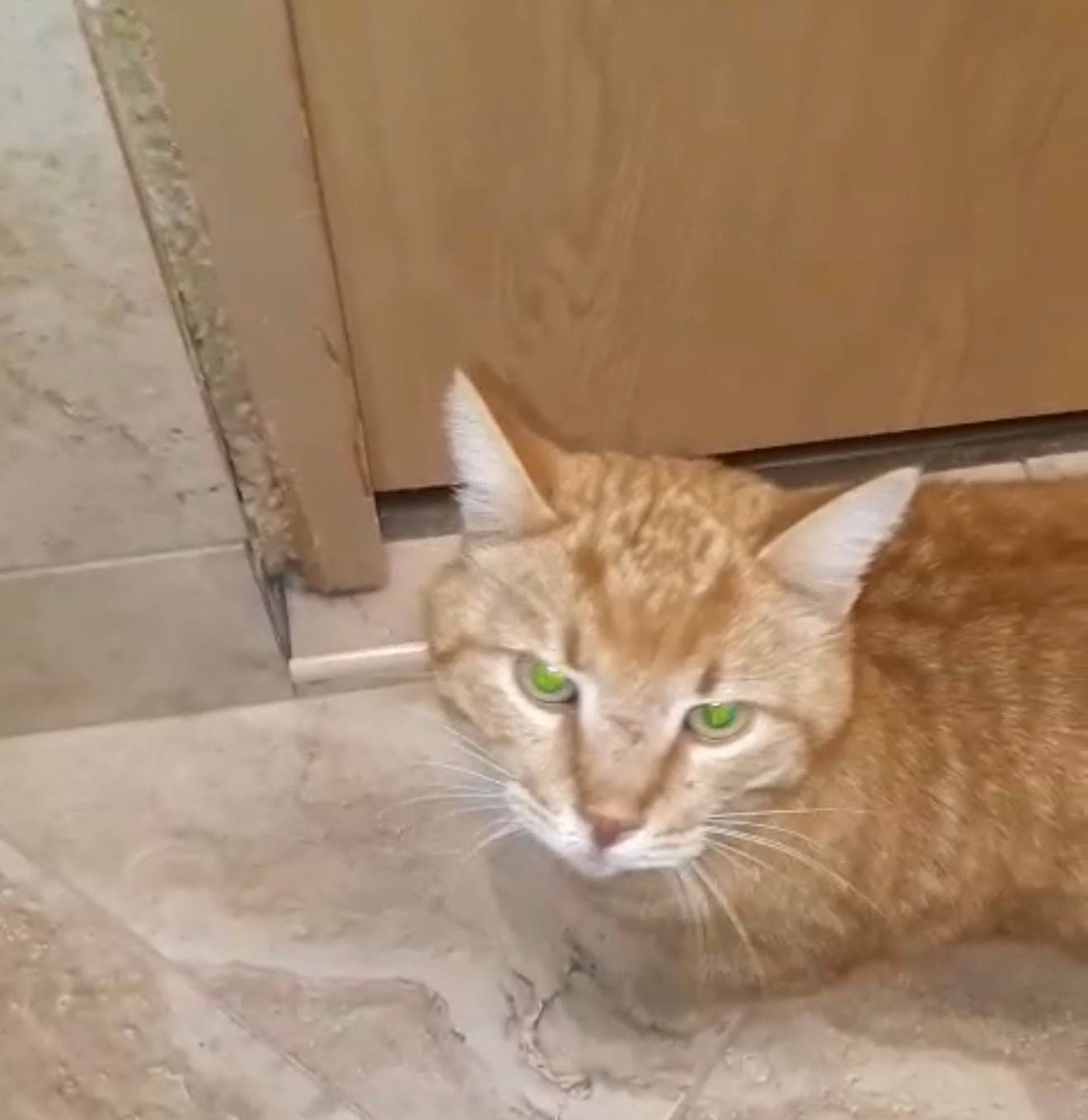 Найден кот. На носу рана. Упит...