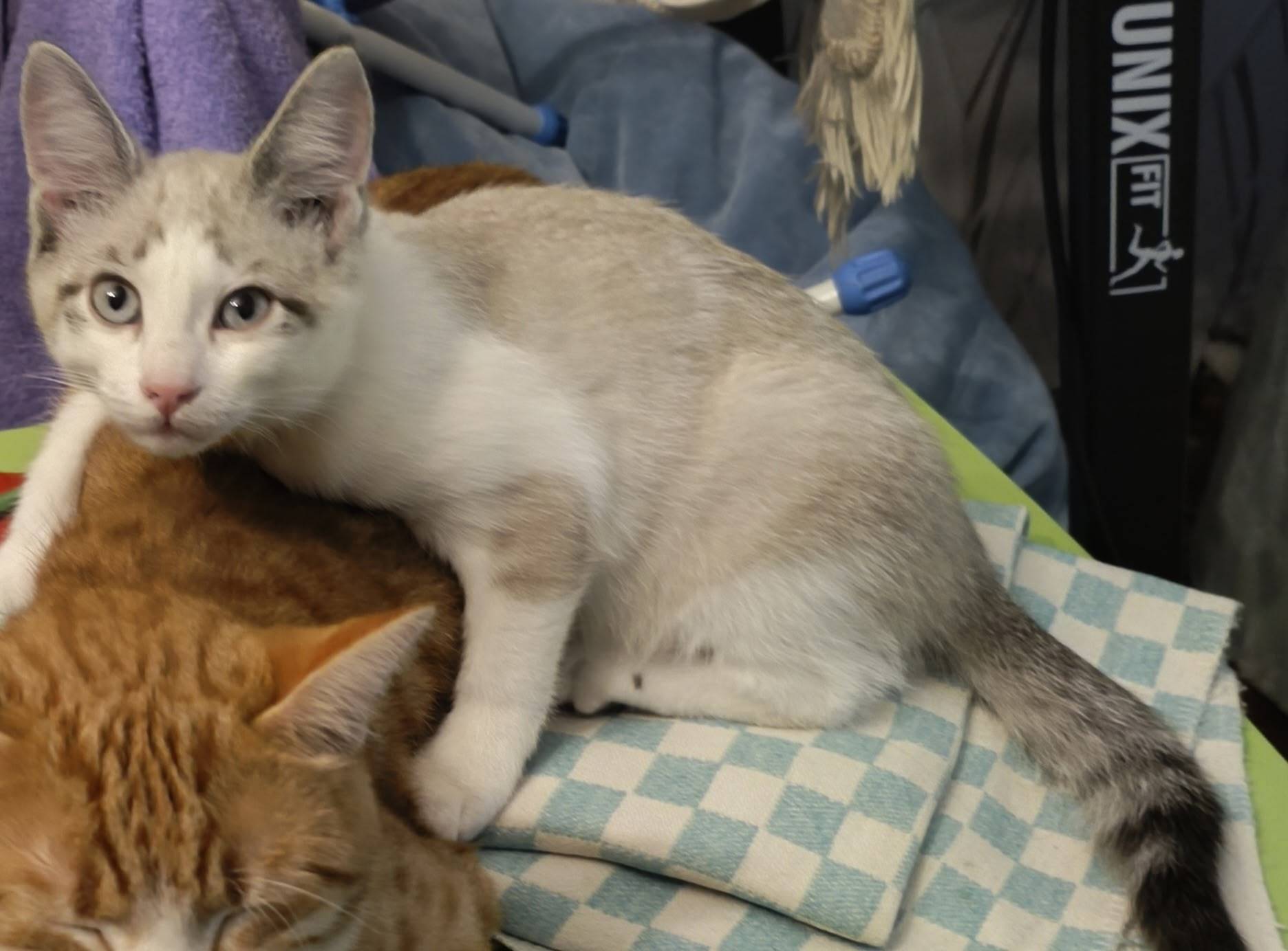 Пропала кошечка, вчера 14.11.2...