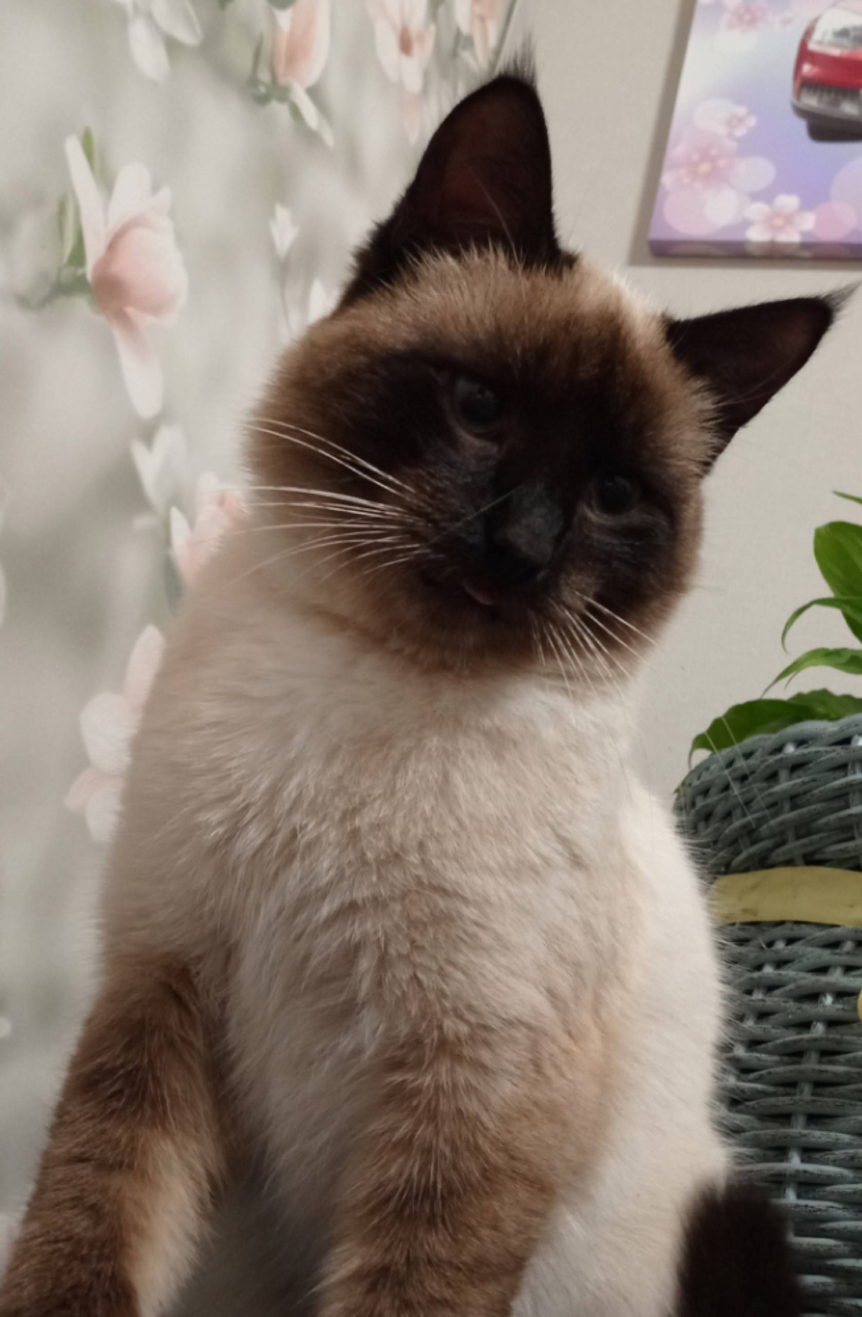 Пропал кот. Обычно гуляет в по...