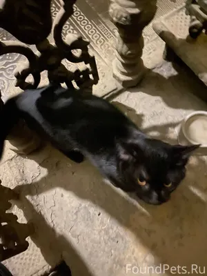 Добрый вечер, найден кот! Моло...