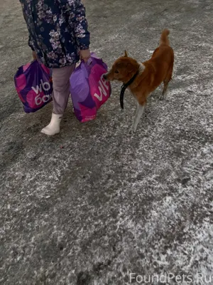 #найденКотопес04 Бегает пес во...