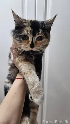 Здравствуйте! Найдена кошка по...