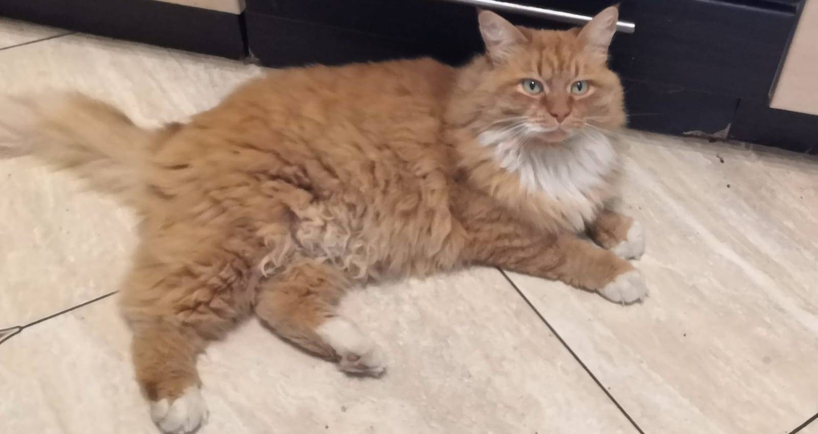 Пропал кот в деревне Лиды. Кли...