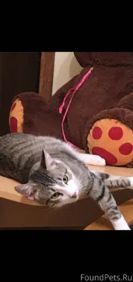 *** Розыск *** Пропал кот Бори...