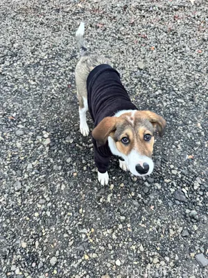 У нас потерялась собака ,по кл...