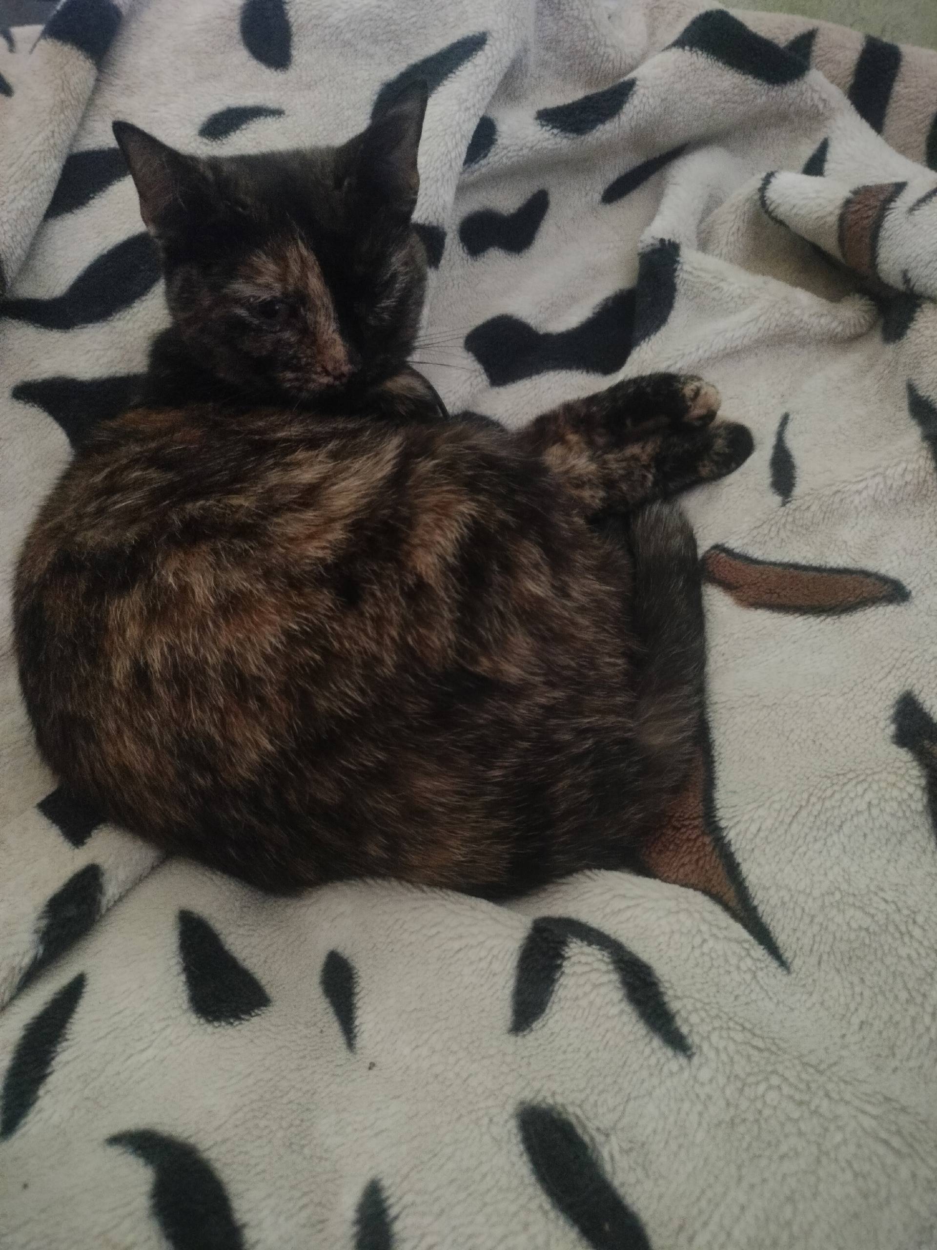 Г.Орехово-Зуево. Пропала кошка...