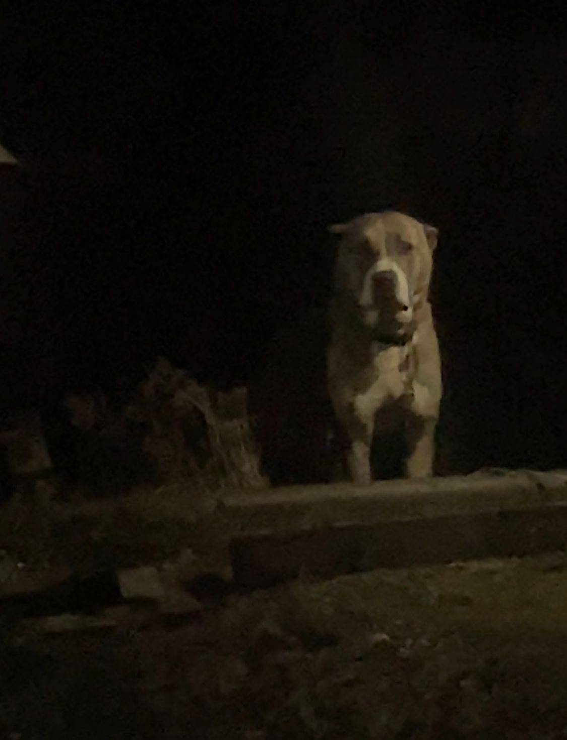 В Александровской найден собак...