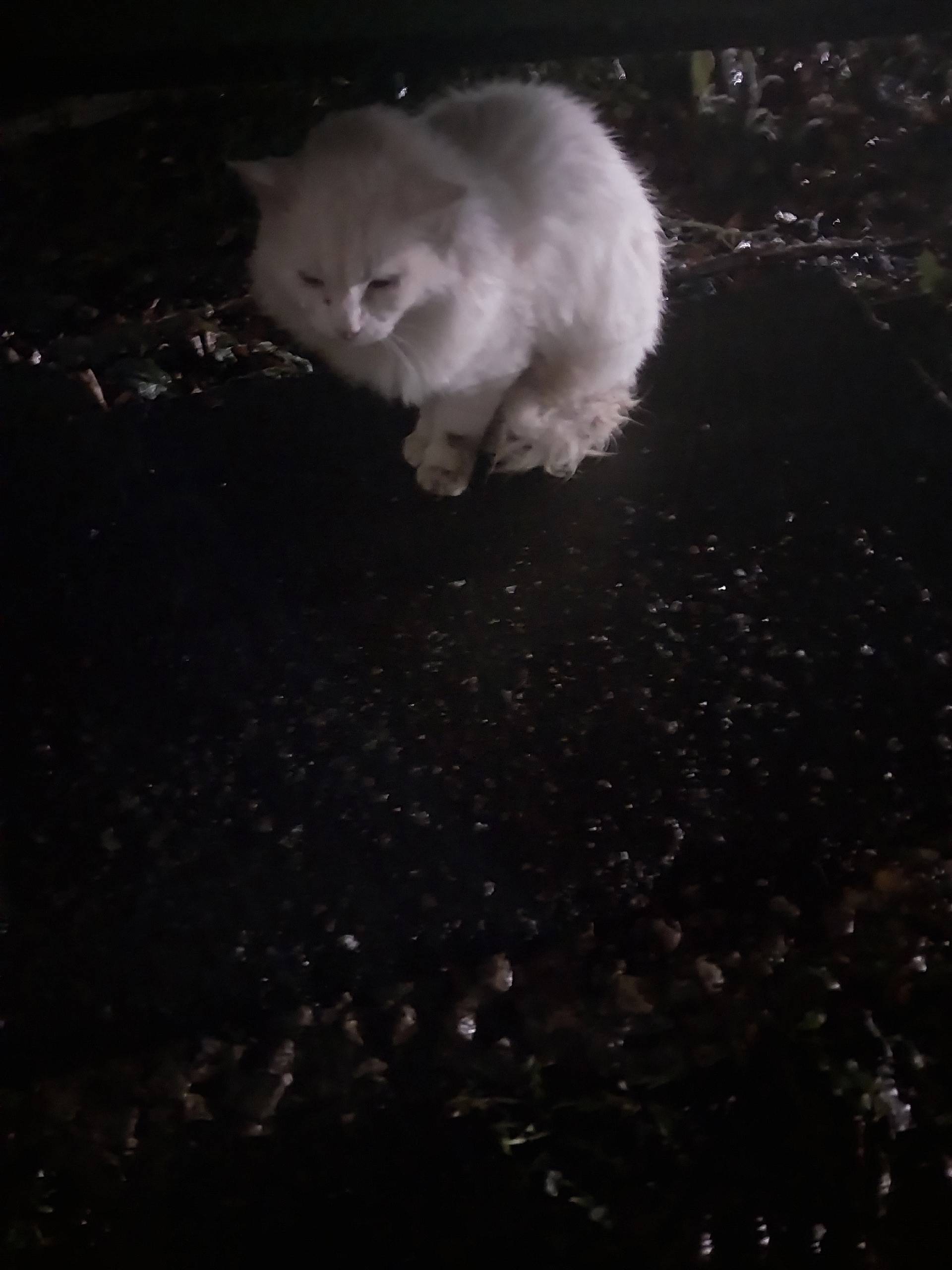 Чей потеряшка сидит под лавочк...