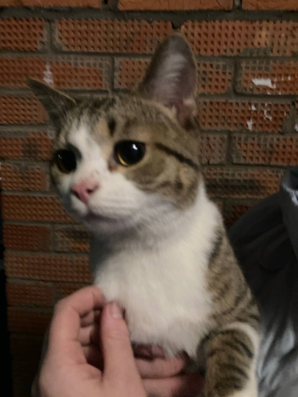 Чей котик? Был найден сегодня,...