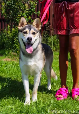 Москва и МО ❤Ася умная, добрая...