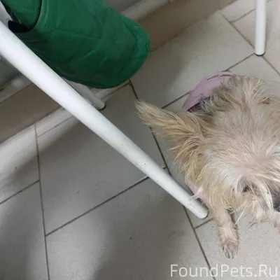 Кто потерял собаку френа балти...