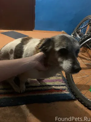 Найдена собака ‼️⚠️ взрослая д...