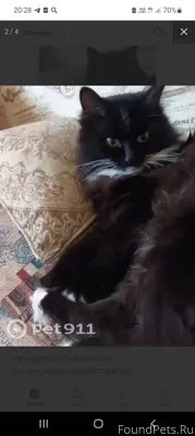 Пропал кот,окрас чёрный,на шее белая манишка,на лапках белые пятна,хвост пушистый