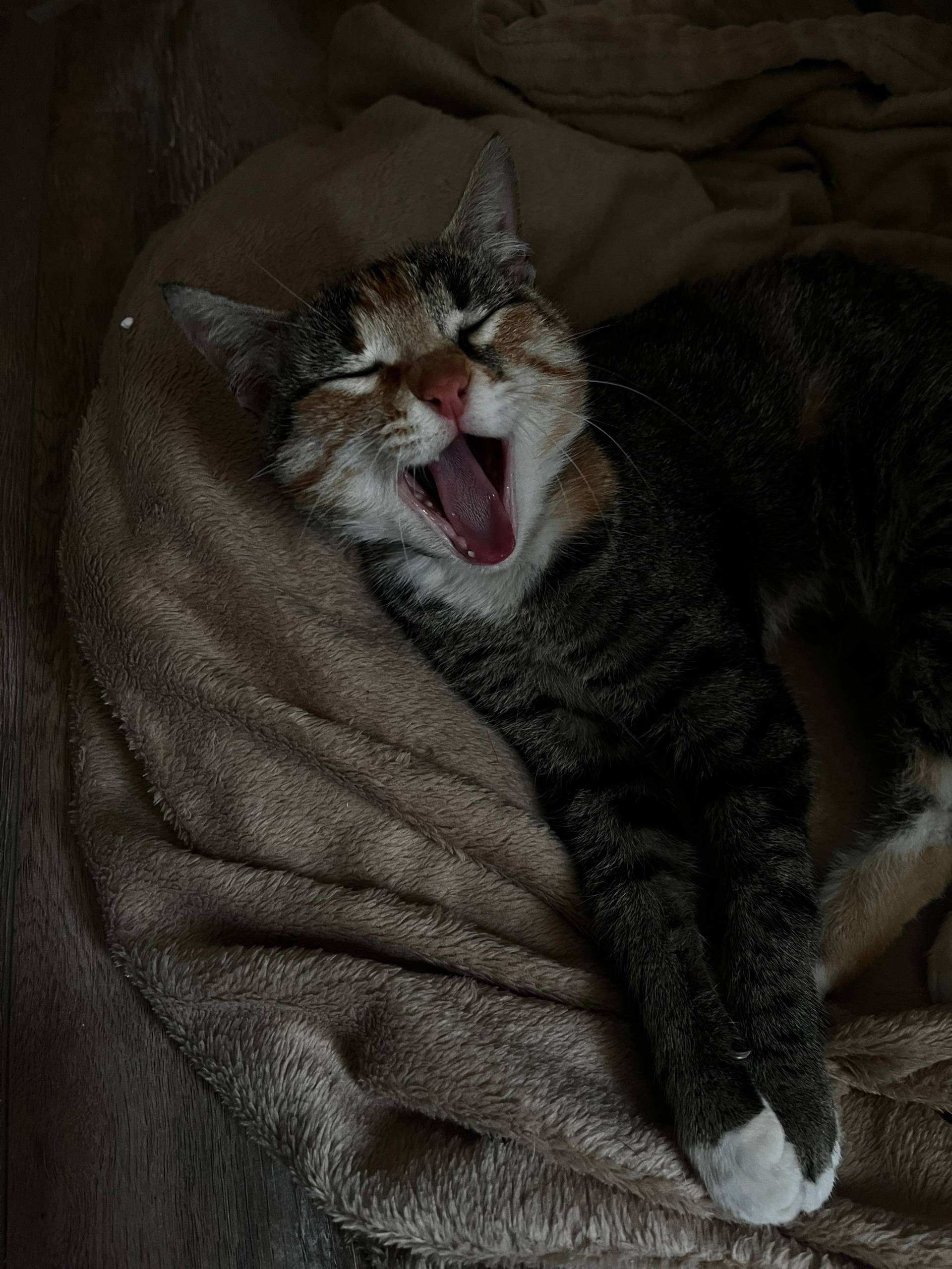 Добрый день, 14.11. найдена ко...