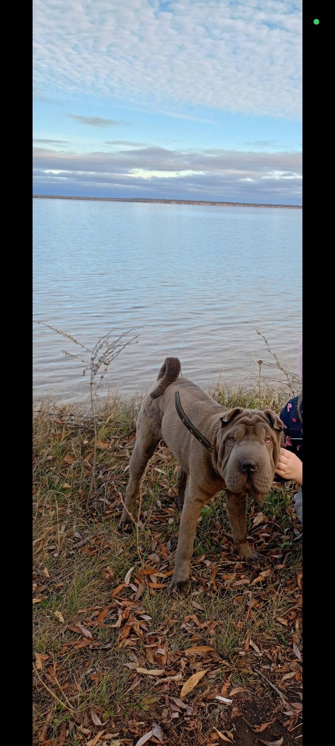 14 ноября вечером ( Хвалынск)с...