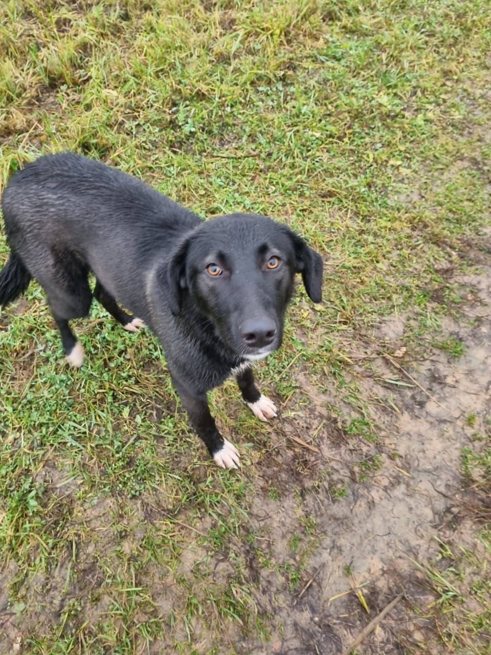 Ищем собаку пропала в районе Ж...