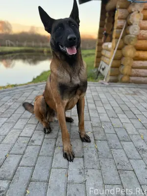 !!!ПОТЕРЯЛАСЬ СОБАКА В д.Пинко...