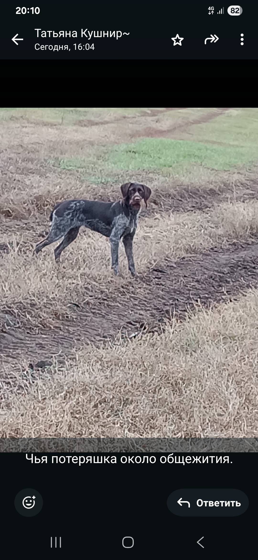 В п.Осиновский бегает собака н...