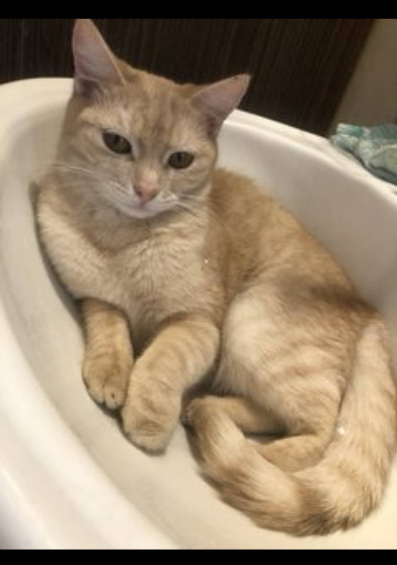 Пропала кошка Кличка Ася Добра...