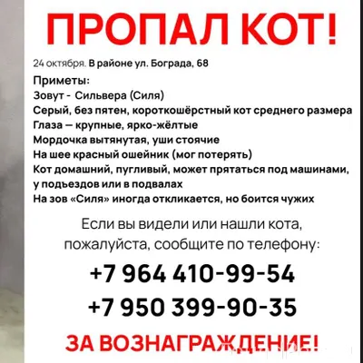 Улан-Удэ 24 октября пропал кот...