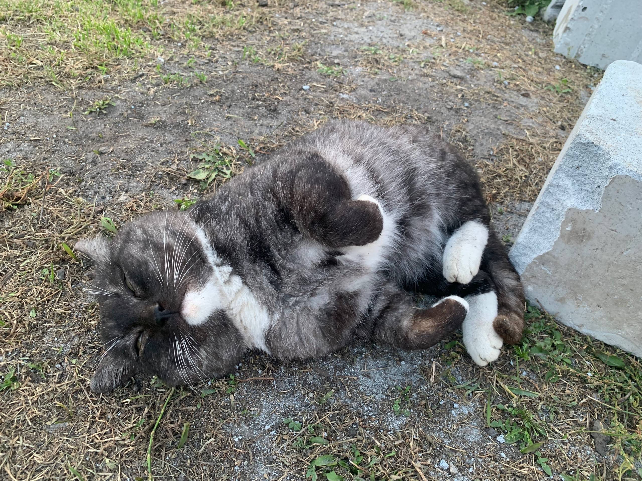 #Бгдпомоги Пропал кот: черный ...