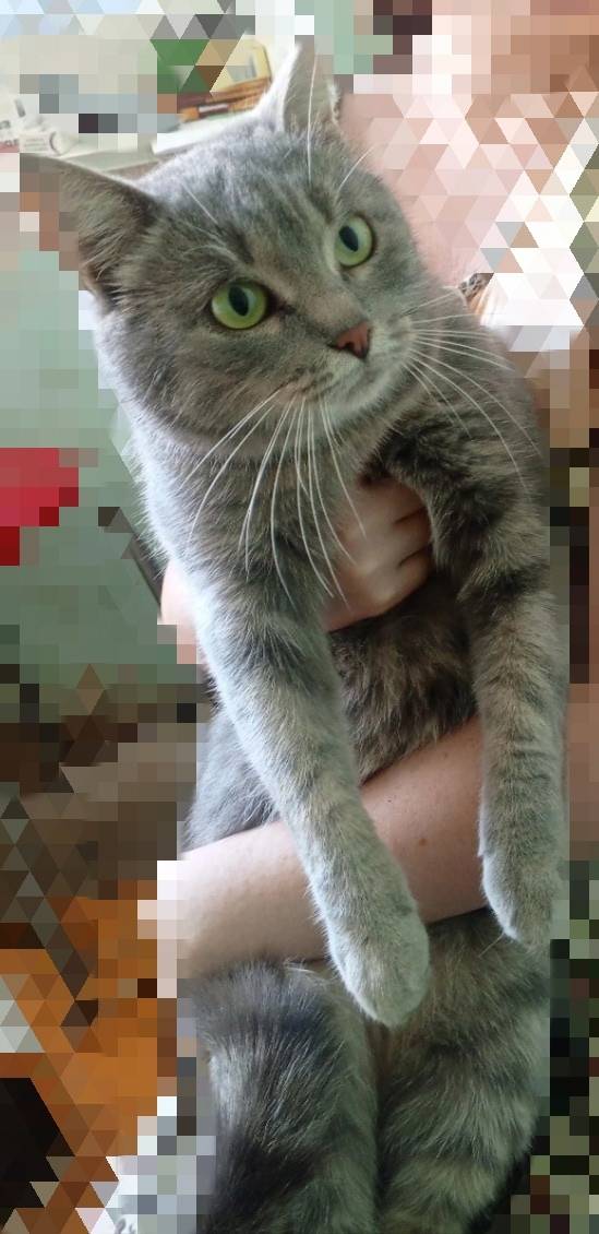 🆘Найдена кошка, живёт у садика...